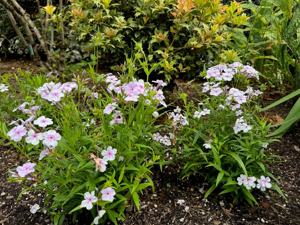 Phlox 'Opening Act Pink-a-Dot' (Opening Act Pink-a-Dot Hybrid